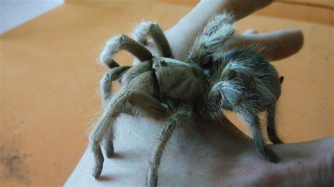 palomino blonde tarantula|Handling big Desert Blonde Tarantula (Aphonopelma .